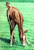 Mares and Foals, Equine Art - Long Way Down
